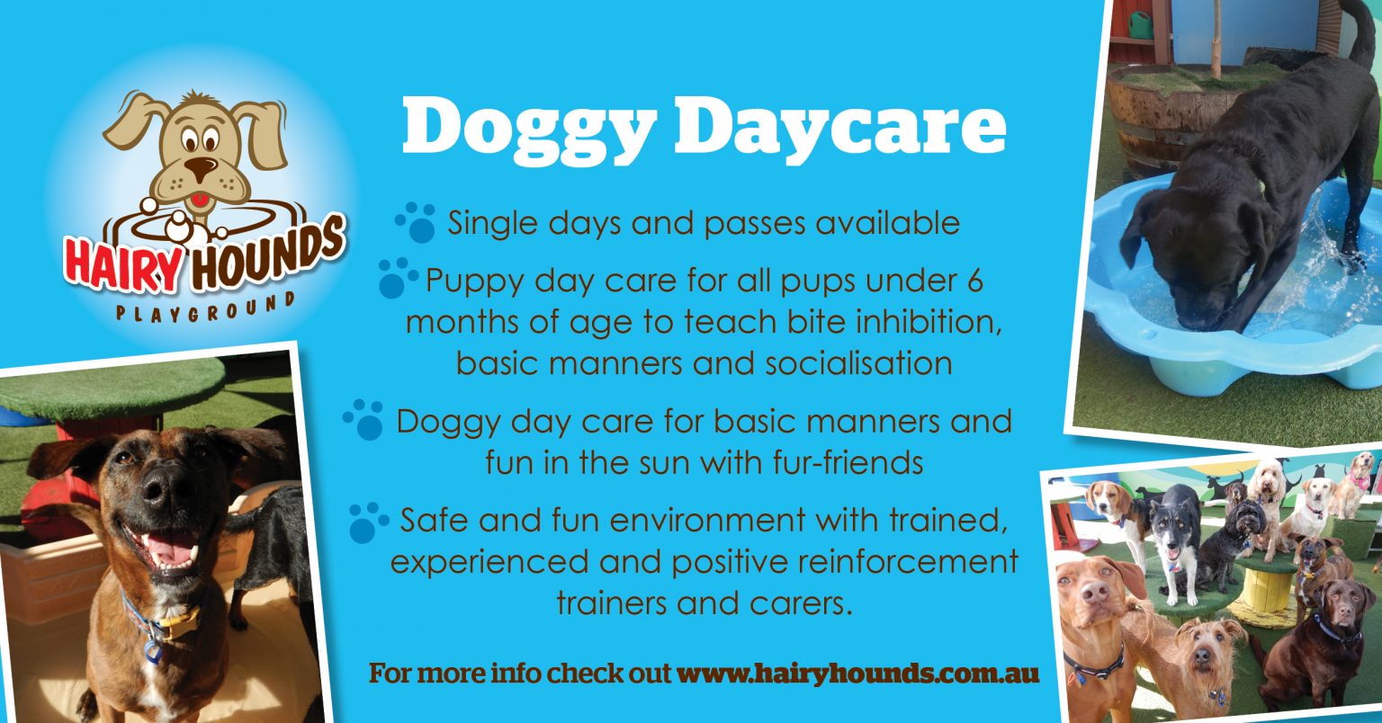 doggy-day-care-hairy-hounds-playground